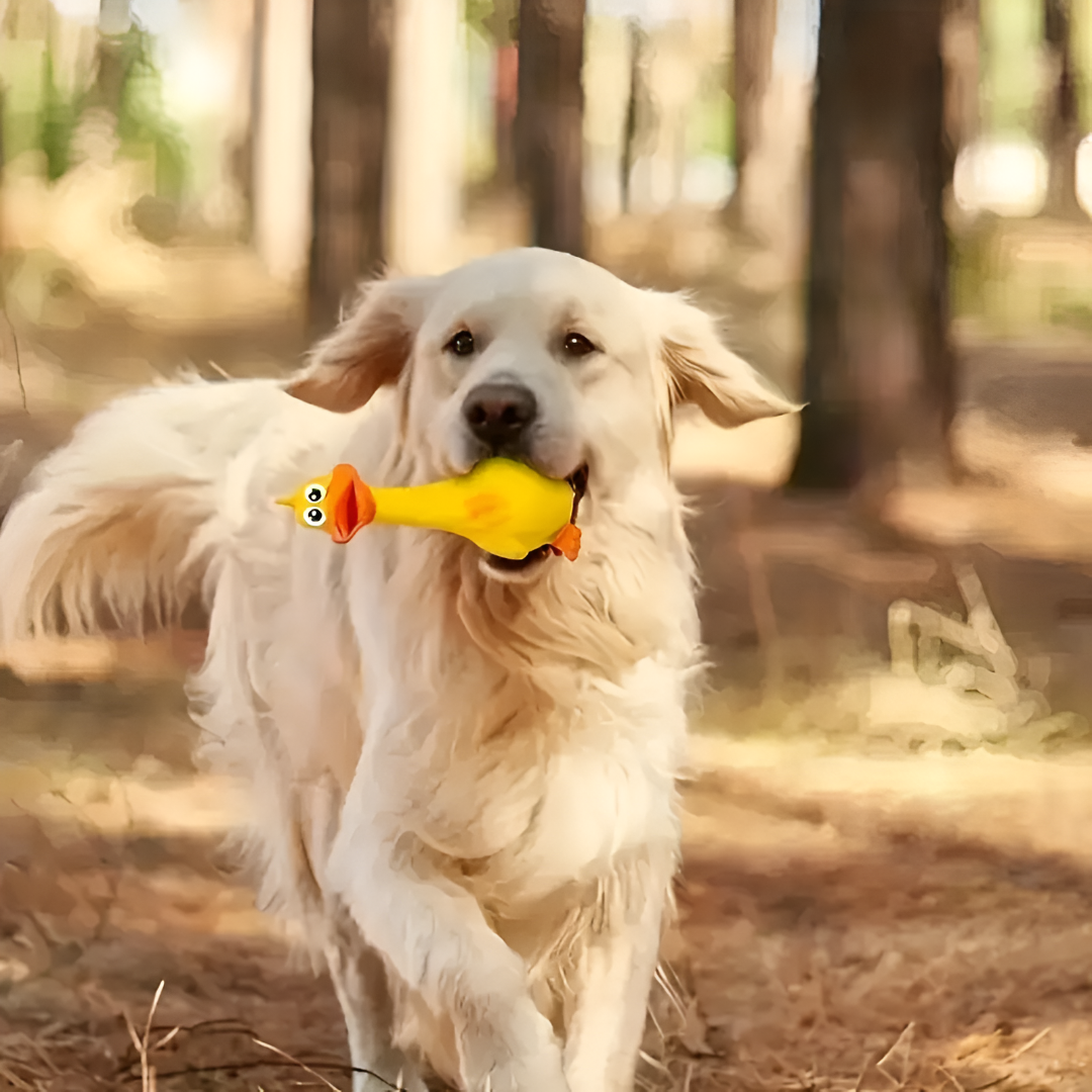 Choosing the Perfect Toys for Your Pets
