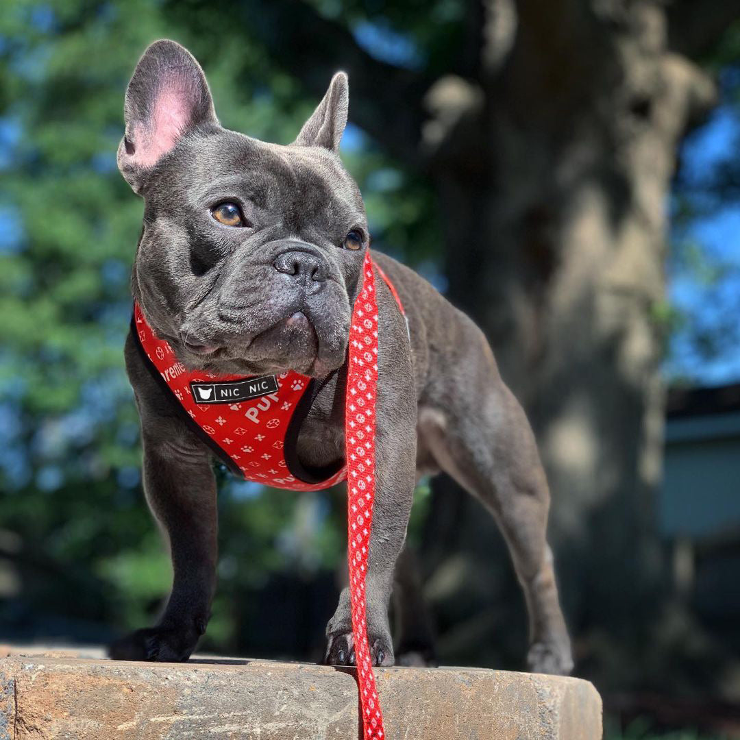 Pet Mesh Leash Chest Harness