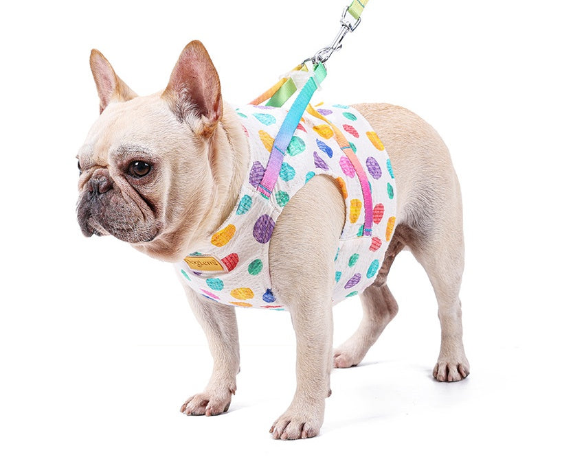Medium Sized Dog On A Chested Leash