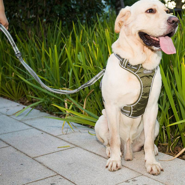 Punch Elastic Retractable Dog Leash