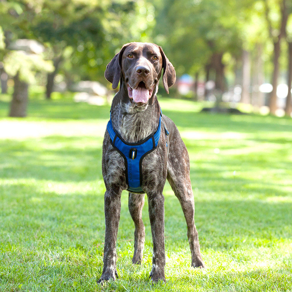 Reflective Breathable Dog Rope Vest