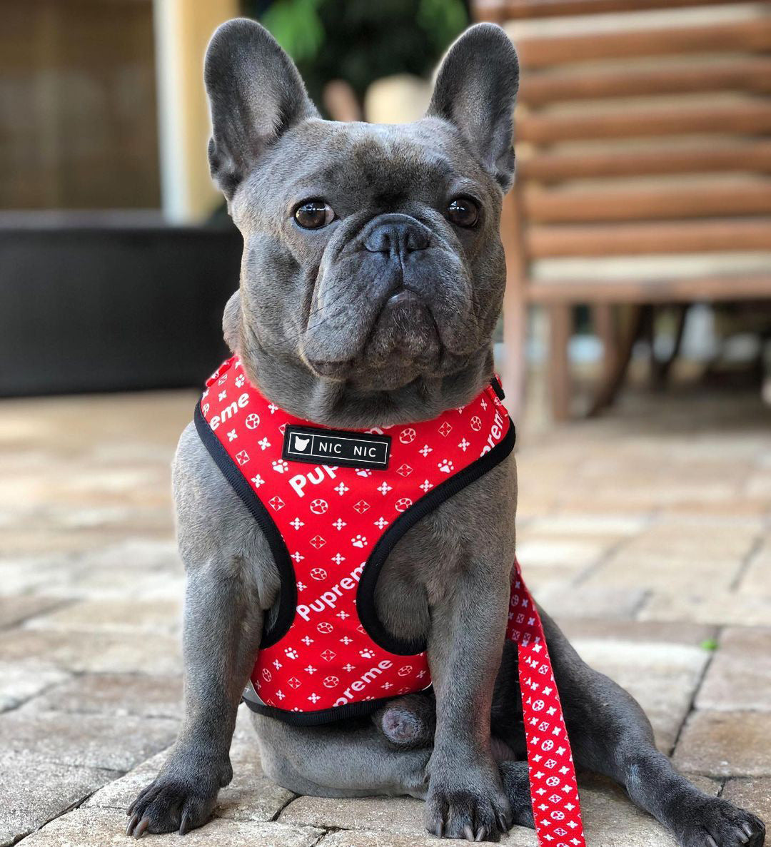 Pet Mesh Leash Chest Harness