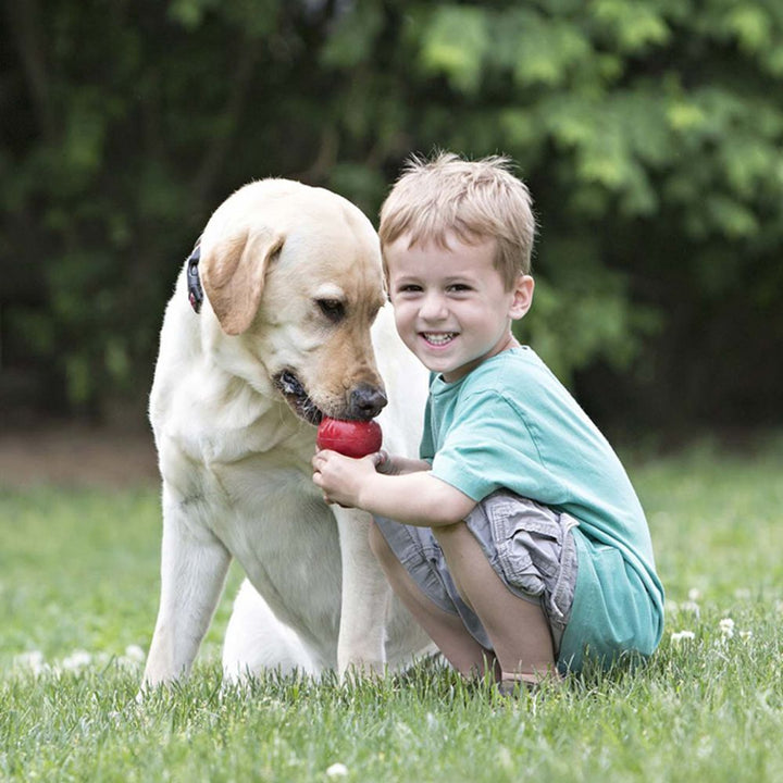 Bite-resistant Food Leakage Rubber Dog Toy