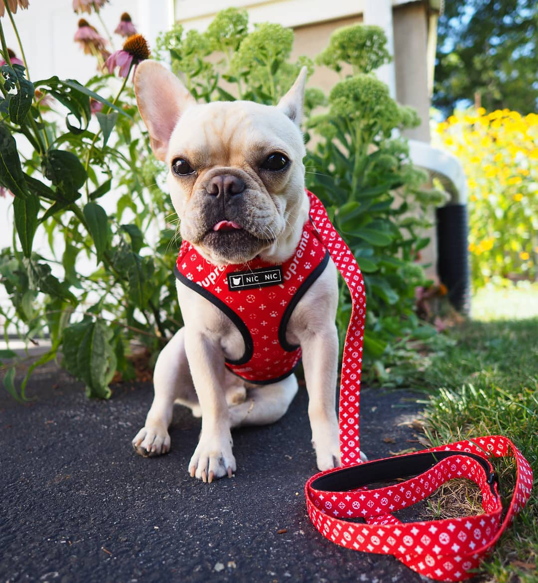 Pet Mesh Leash Chest Harness