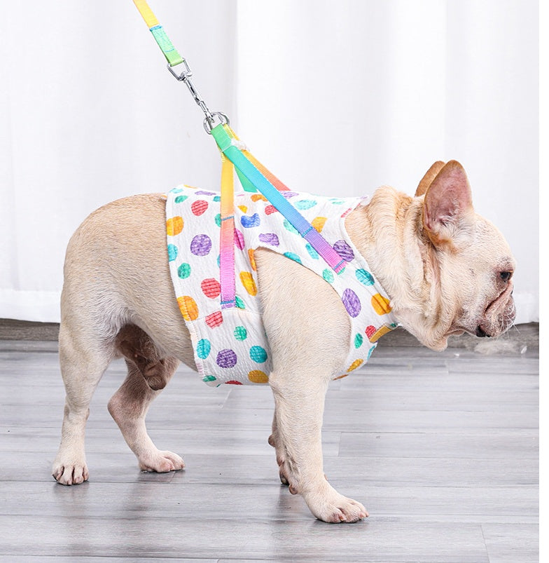 Medium Sized Dog On A Chested Leash
