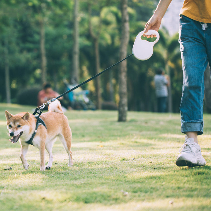 Pet Retractable Leash For Small
