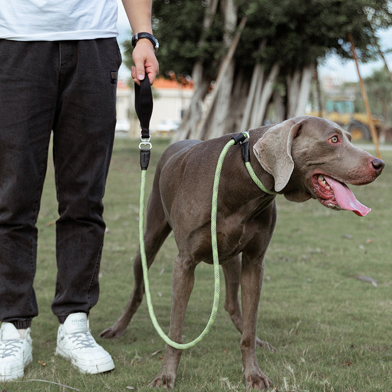Fashion Simple Pet Dog Leash