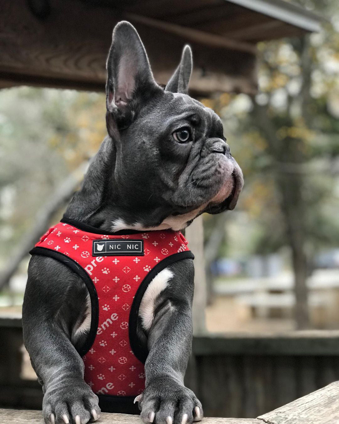 Pet Mesh Leash Chest Harness